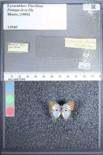 Media type: image;   Entomology 68486